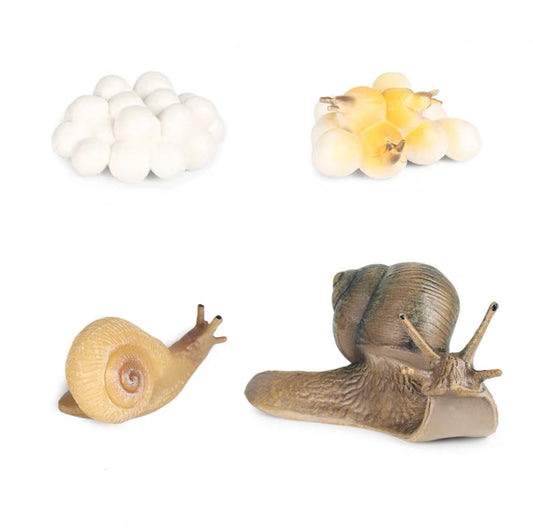 Life Cycle - Snail